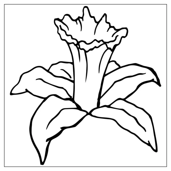 Ilustración floral vectorial con una silueta de flor de narciso . — Archivo Imágenes Vectoriales