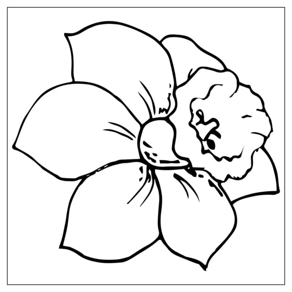 Wektor kwiatowa ilustracja z sylwetką żonkil kwiat. — Wektor stockowy