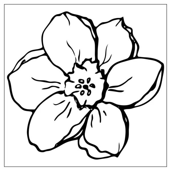 Ilustração floral vetorial com uma silhueta de flor de narciso . — Vetor de Stock