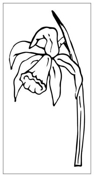 Ilustración floral vectorial con una silueta de flor de narciso . — Archivo Imágenes Vectoriales