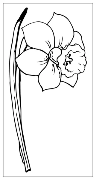 Ilustración floral vectorial con una silueta de flor de narciso . — Archivo Imágenes Vectoriales