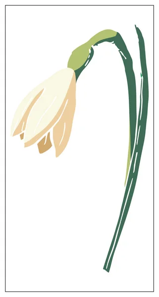 Vector floral illustration with daffodil flower isolated on a white background. — 스톡 벡터