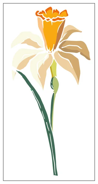 Vector floral illustration with daffodil flower isolated on a white background. — Stock Vector