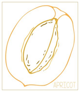 Vektör siluet kayısı dilimleri. Beyaz arka planda yalıtılmış meyve çizimi.