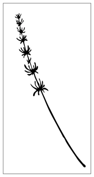 Vetor silhueta preta e branca de uma lâmina de grama . — Vetor de Stock