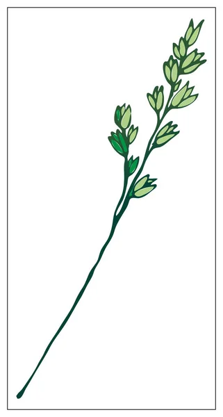 Vector silhouette of a blade of grass. Isolated drawing — 스톡 벡터