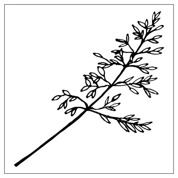 Vector silueta en blanco y negro de una hoja de hierba . — Archivo Imágenes Vectoriales