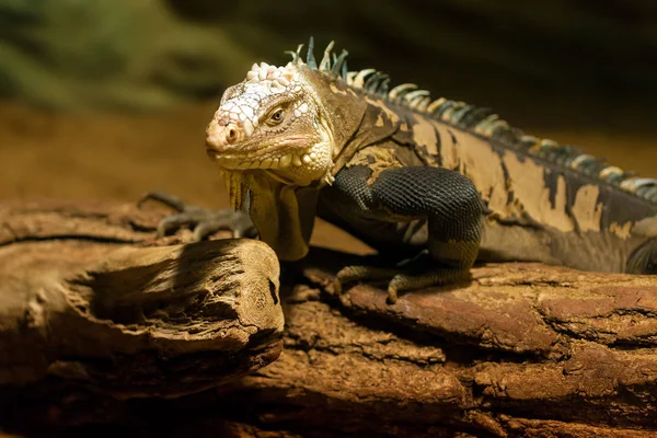 Bir ağaç gövdesinde duran iguana