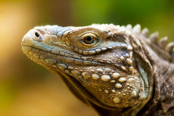 close-up color shot of cuban iguana head with blurred green-yelow background