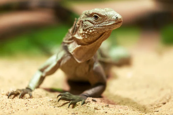 Genç Küba rock iguanası (Cyclura nubila)
