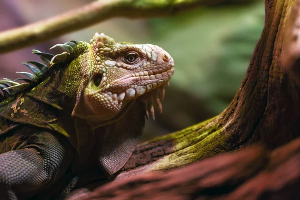 Yeşil iguana (Iguana iguana), Amerikan iguanası olarak da bilinir.