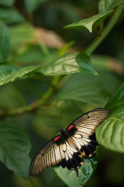 Yaprağın üzerindeki kelebek, Büyük Sarı Mormon (Papilio Iowi)