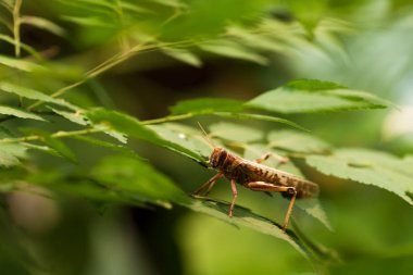 Desert Locust (Schistocerca gregaria) on green leaf
