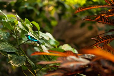 Emerald Swallowtail butterfly (Palipio palinurus) on green leaf. Malaysia