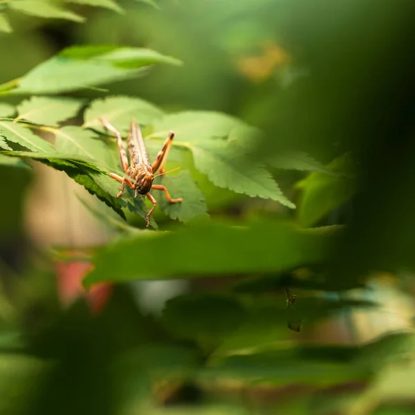 Desert Locust (Schistocerca gregaria) on green leaf