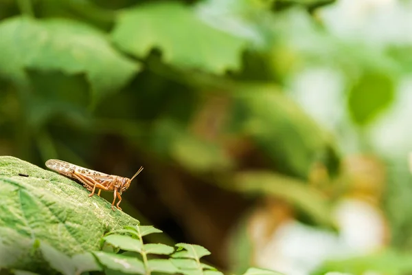 Desert Locust Schistocerca Gregaria Green Leaf — Stockfoto