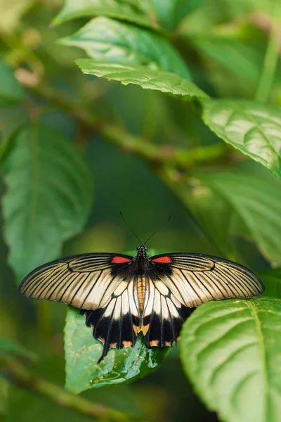 Great Yellow Mormon butterfly (Papilio Iowi) on a leaf