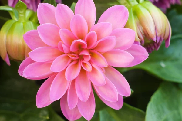 dahlias flower from close on green background