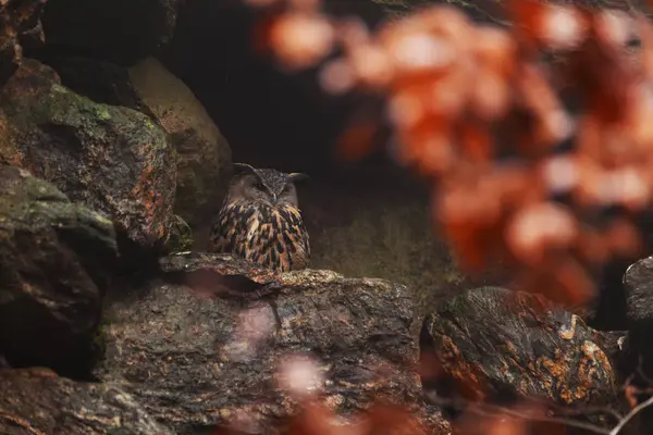 Kartal-baykuş (Bubo bubo) bir kayanın üzerinde duruyor