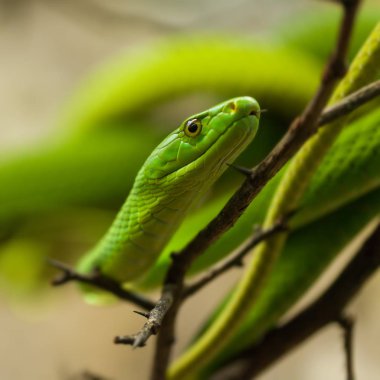 Yeşil Mamba Dal Üstünde