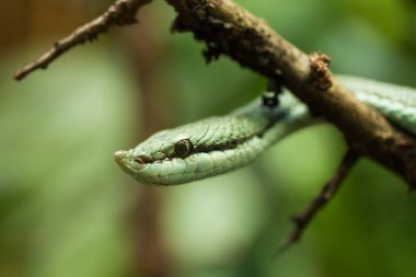  Yeşil arka planda Baron 'un yeşil yarışçısı