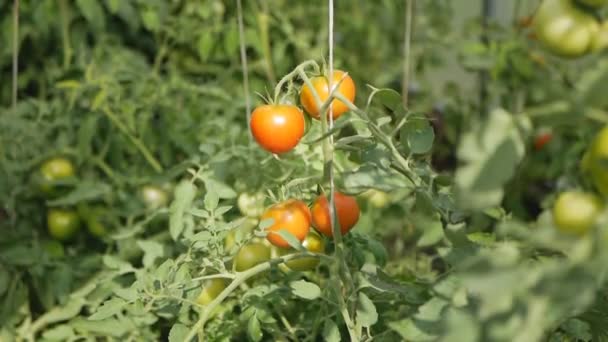 Rode tomaten rijpings in de kas. — Stockvideo