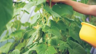 Kadın, bir seradaki sarı kaseden salatalık topluyor.