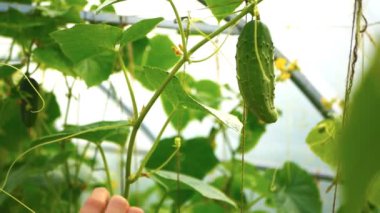 Kadın bir serada salatalık topluyor.