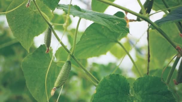 Planta de pepino con pequeños pepinos frescos y flores en un invernadero . — Vídeo de stock