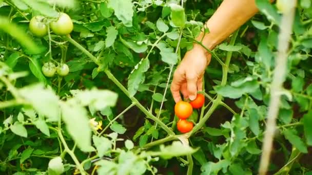 Mão das mulheres coleta tomates vermelhos em uma estufa — Vídeo de Stock