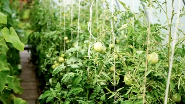 Tomates verdes crescendo e amadurecendo em estufa — Vídeo de Stock
