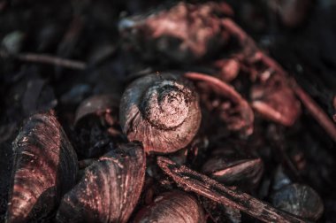 Tatlı su salyangozu kabuğu