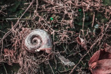 Tatlı su salyangozu kabuğu