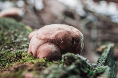 Ağacın kabuğunda mantar yağmurluğu