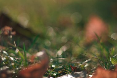 ilkbaharda taze yeşil çimen.