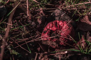 Çürük Kırmızı elma