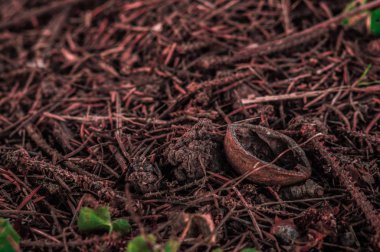 Ceviz kabuğu yere düştü.