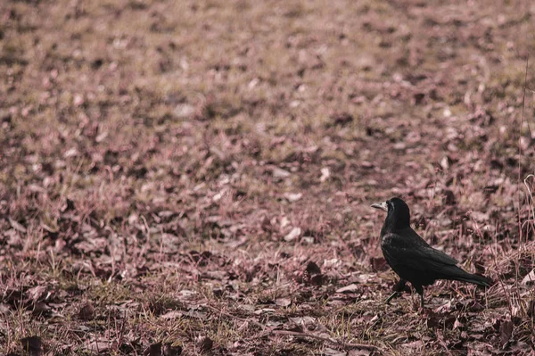 Černá vrána na zemi se suchou trávou — Stock fotografie