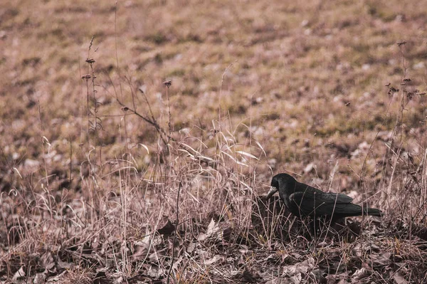 Fekete varjú a földön száraz fűvel — Stock Fotó