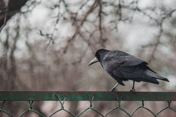 Black crow on iron fence — 스톡 사진