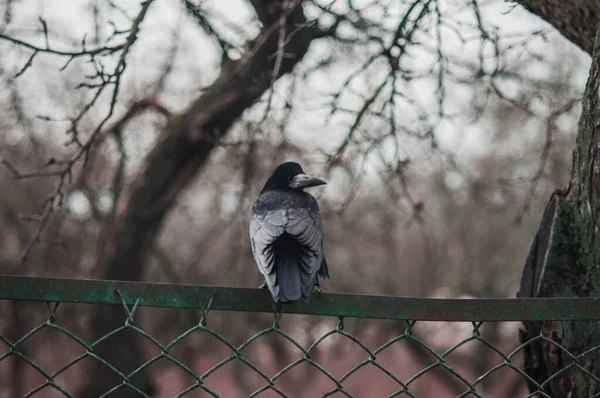 Black crow on iron fence — 스톡 사진