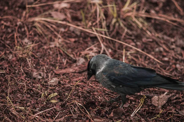 Black jackdaw closeup on the ground with leaves — 스톡 사진