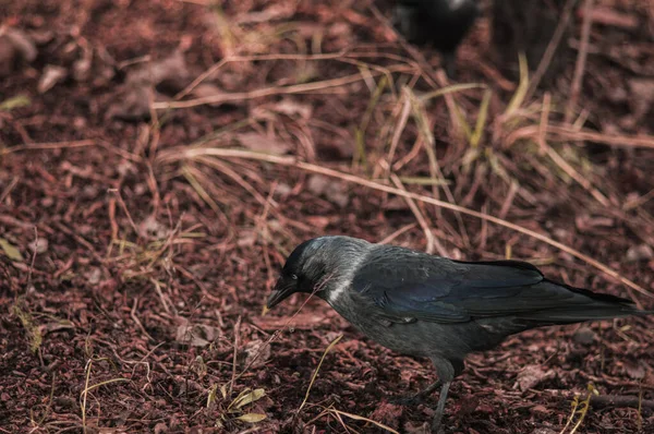 Black jackdaw closeup on the ground with leaves — 스톡 사진