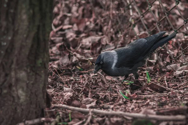 Black jackdaw closeup on the ground with leaves — 스톡 사진