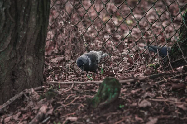 Fekete jackdaw közelkép a földön levelekkel — Stock Fotó