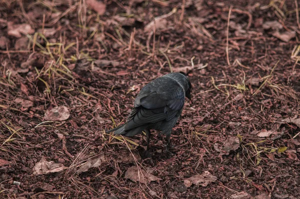 Black jackdaw closeup on the ground with leaves — Stock Photo, Image