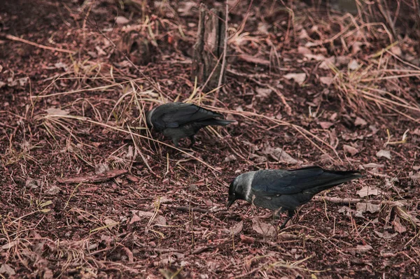 Fekete jackdaw közelkép a földön levelekkel — Stock Fotó