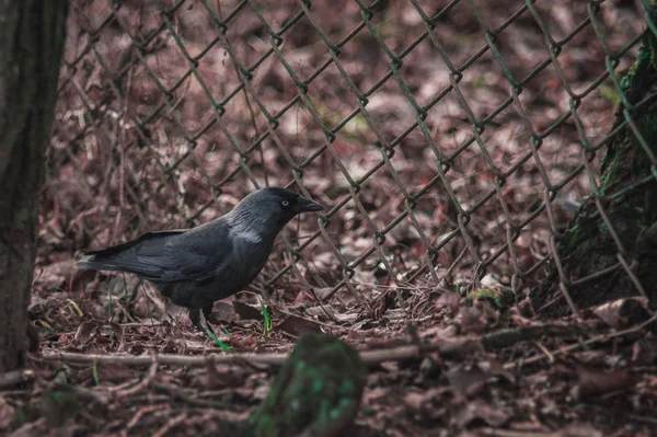 Black jackdaw closeup on the ground with leaves — Stock Photo, Image