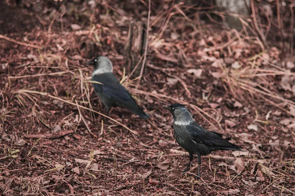 Black jackdaw closeup on the ground with leaves — Stock Photo, Image