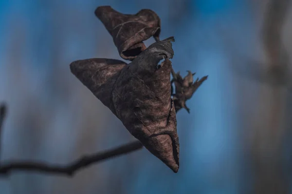 Feuilles sèches sur une branche — Photo